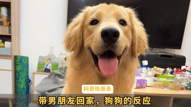 第一次带男朋友回家，狗狗反应好好笑