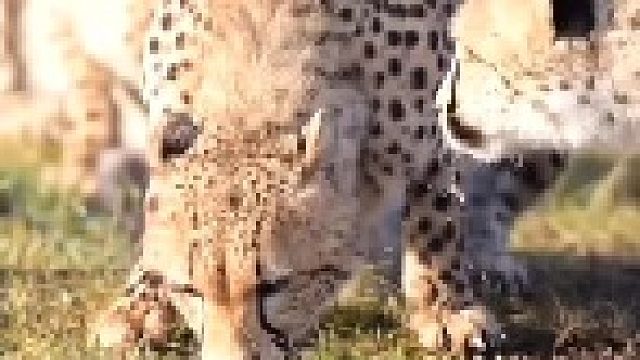 水坑边饮水的猎豹｜警惕性很高