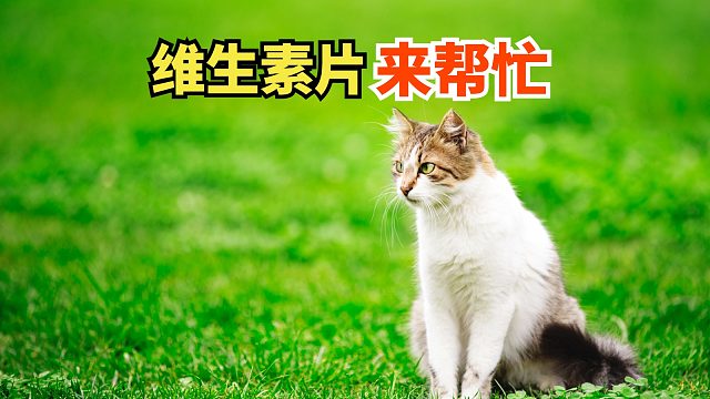 猫咪的生长发育，离不开维生素