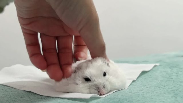 停止抚摸的时候它就会鼓起来