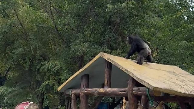 动物园的网红丢那猩