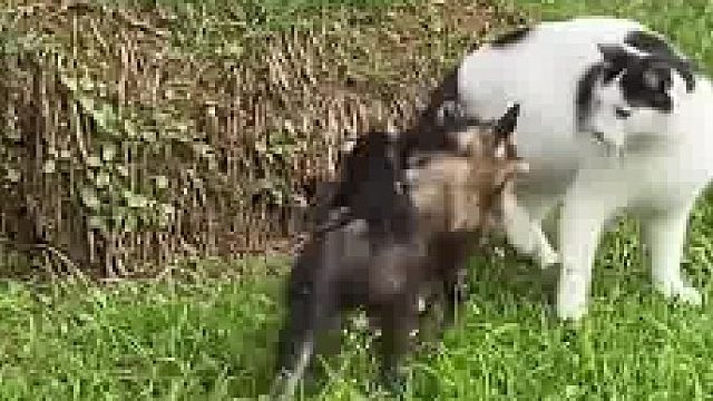 为了孩子也是拼了，把老命都豁出去了