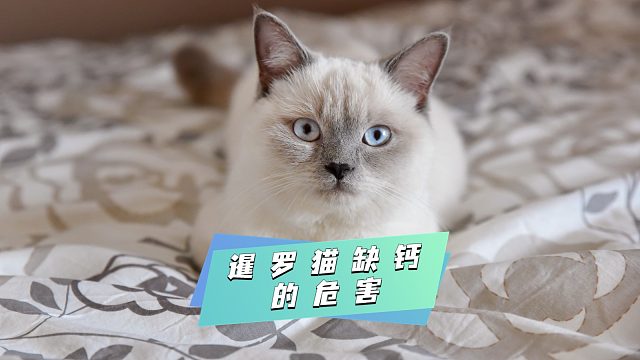 暹罗猫缺钙，危害不容忽视
