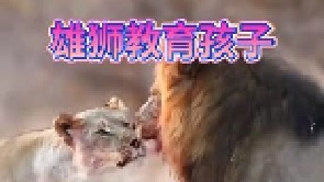 雄狮教育孩子｜让它明白饭桌上的规矩