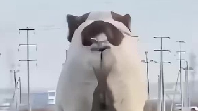 眼见不一定为实