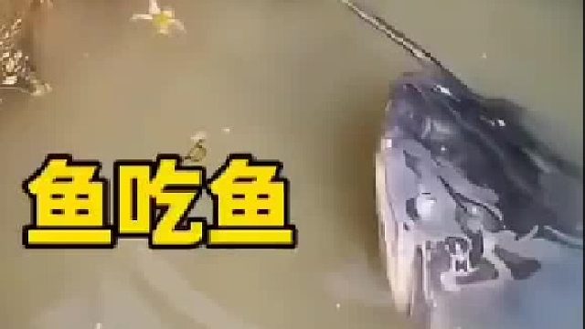 鱼儿们在水里上演了一场大鱼吃小鱼的戏码