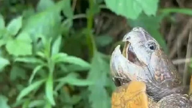 怎么样我们家的龟很有灵性吧