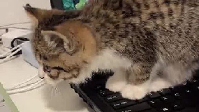 好有脾气的小猫咪啊