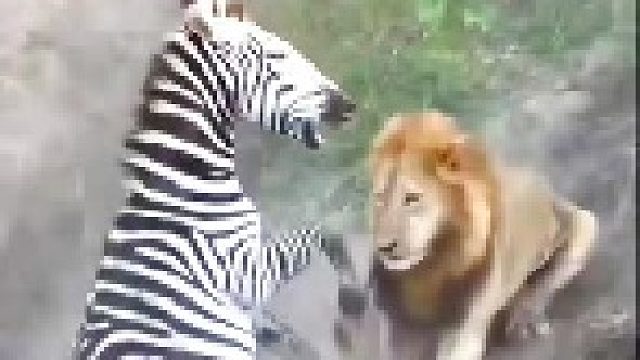 雄狮捕猎斑马｜最后便宜了鳄鱼河马