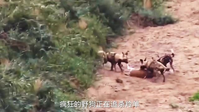 野狗狩猎羚羊