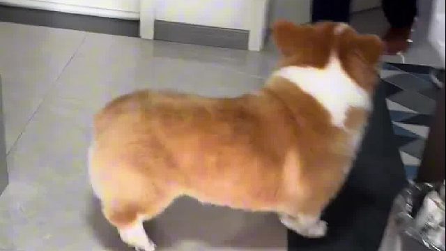 鸡腿来了开心的转圈圈