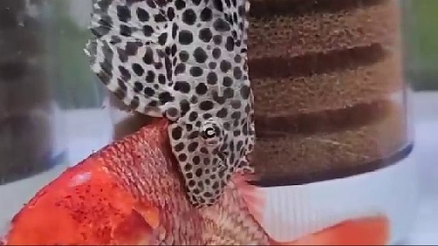 清道夫：老鲤啊，别在意，我以前干抛光的