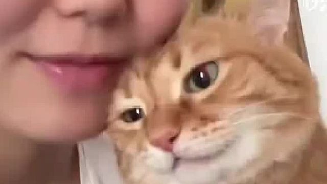 “第一次见到这么通人性的猫”。