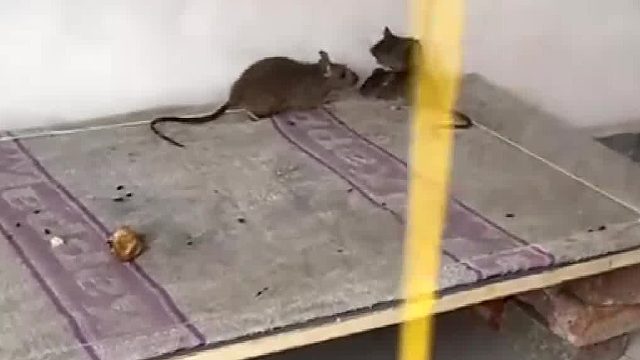 毯子下面通电了吧