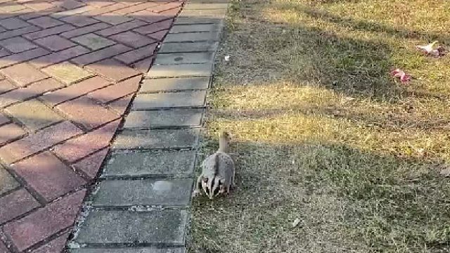 适当运动运动，飞又飞不动，只能散散步了