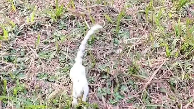 什么东西嗖一下过去了