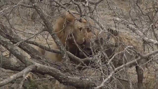 雄狮教训鬣狗｜鬣狗差点交代在这