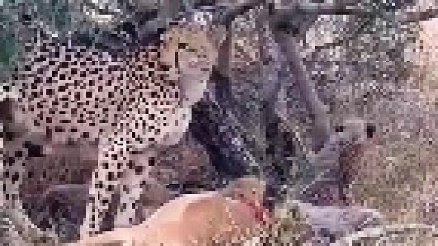 猎豹妈妈为保护幼崽奋不顾身驱赶鬣狗