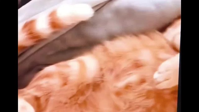 当我学网上用静电来和鼠鼠“玩”