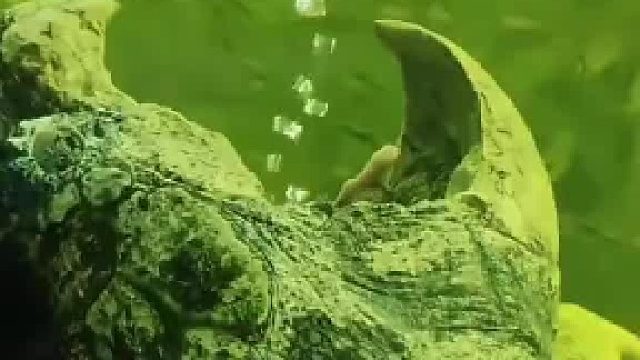 鳄龟在钓鱼的时候可以造出一个海底世界！