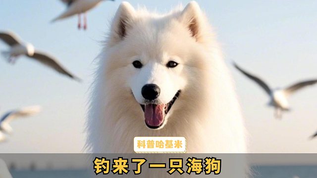 头一次见海狗，还吃上面包了