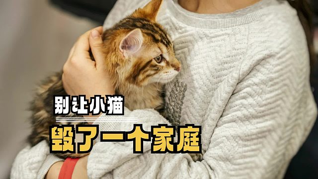 注意注意！小猫称霸地球的计划开始实现了