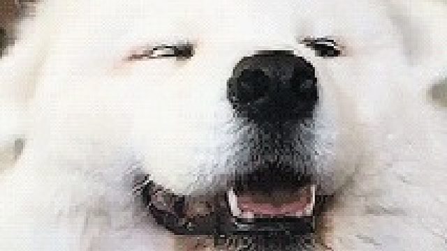 ow回归 但是elo-片段3