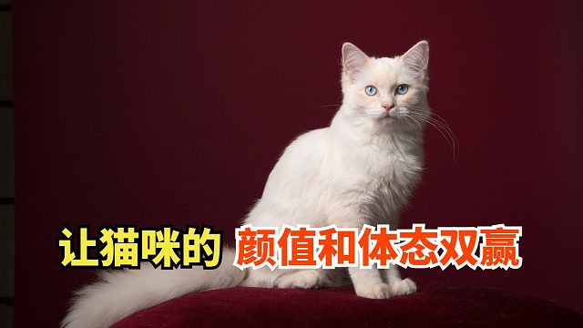 只有内行人才知道，无谷猫粮的好处