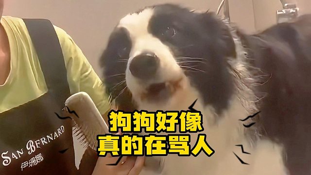 狗：谁让你在我洗澡的时候走开的？