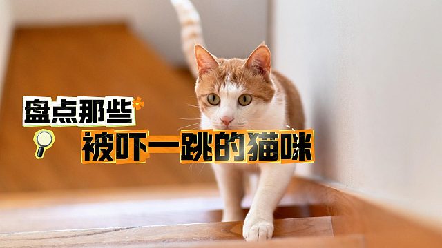 盘点那些被吓一跳的猫咪，这也太搞笑了