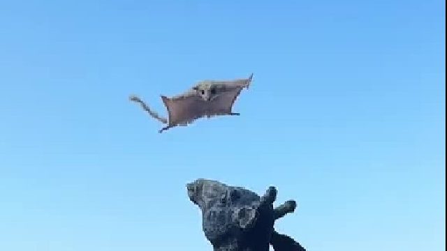 黏人的滑翔机来了