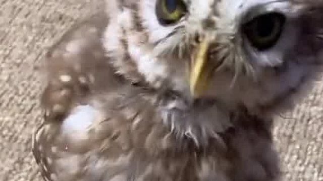 呀，打鸣了，天亮咯，上班。