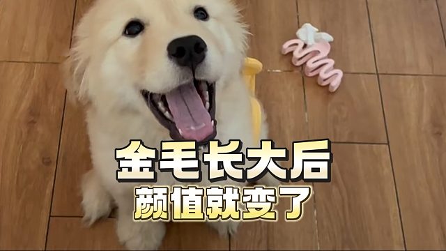 为什么金毛长大后，颜值就变了？​