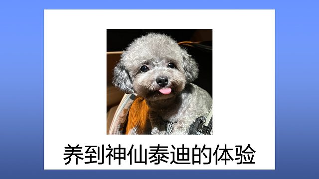 养到神仙泰迪的真实感受，简直捡到宝了