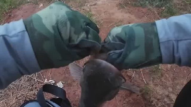  鱼：不放就不放，你急什么啊 