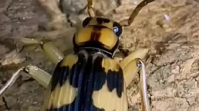 这只小动物好厉害