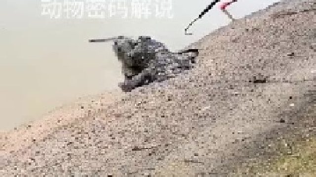 这只鳄鱼真会玩