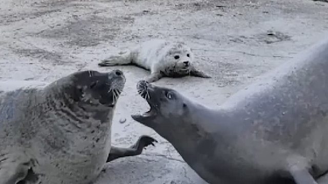 谁还没见过海豹打架！