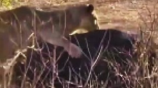 狮群猎杀水牛，全程高能