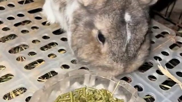 再犟把你麻辣了