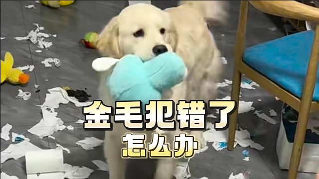 金毛犯错了怎么办？这几招可以帮到你！