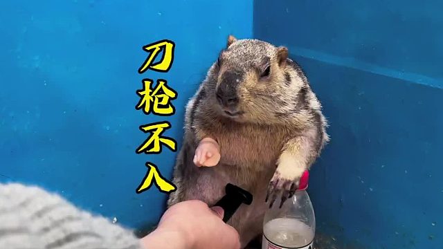 有些土拨鼠娇生惯养，有些土拨鼠久经死场