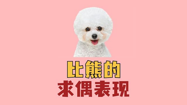 比熊要怎样求偶，才更吸引对象？
