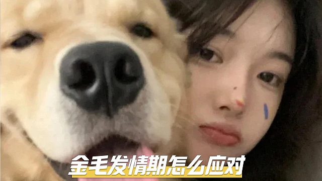 金毛发情期如何应对？看这里！