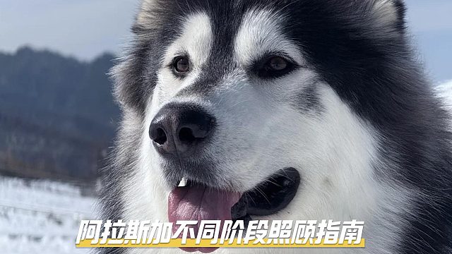 阿拉斯加全阶段照顾宝典，铲屎官必备！