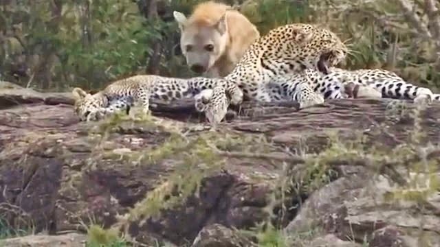 鬣狗这个老六想偷袭花豹母子