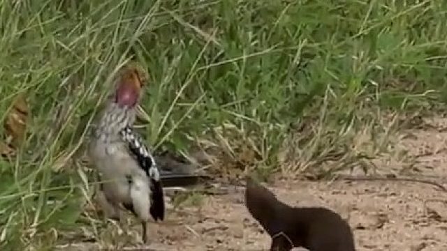 这就是“鸟都不鸟你”？