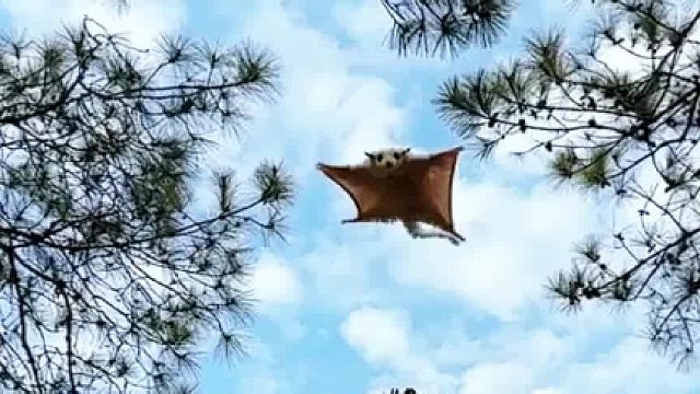 调皮了，玩开心了可劲扑脸