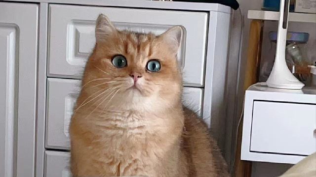 【优雅】雪是自由的，我也是