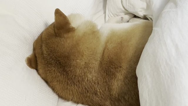 狗：睡了一天还是困啊！